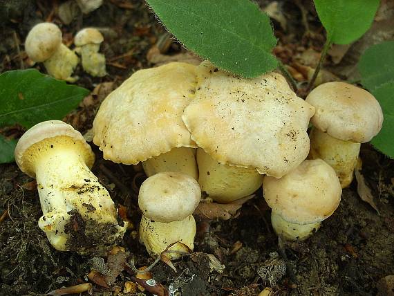 kuriatko jedlé Cantharellus cibarius Fr.