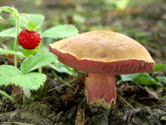 rubínovec obyčajný Chalciporus rubinus (W.G. Sm.) Singer