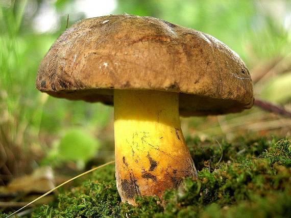 hríb modrejúci Cyanoboletus pulverulentus (Opat.) Gelardi, Vizzini & Simonini