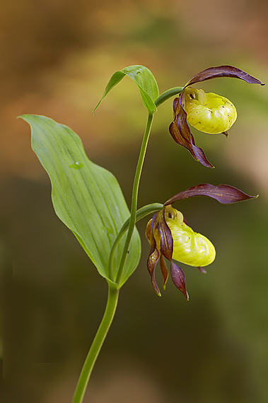 črievičník papučkový Cypripedium calceolus L.