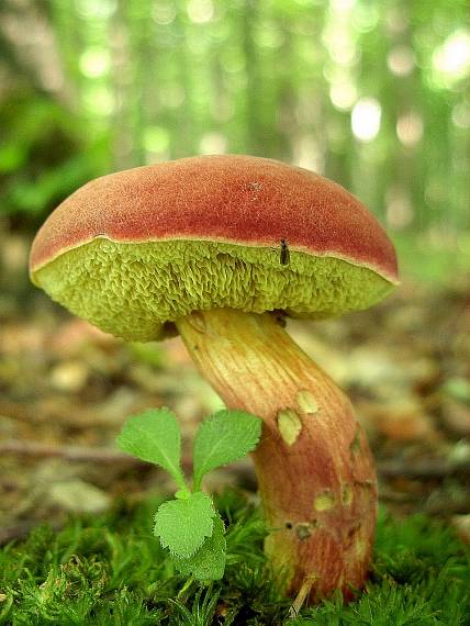 suchohríb karmínový Hortiboletus rubellus (Krombh.) Simonini, Vizzini & Gelardi