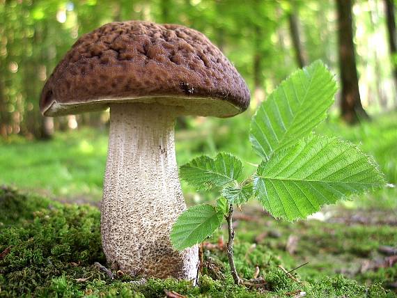 kozák hrabový Leccinum pseudoscabrum (Kallenb.) Šutara