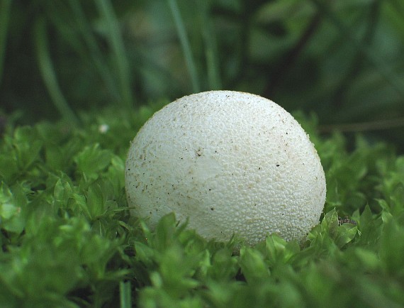 prášnica Lycoperdon sp.