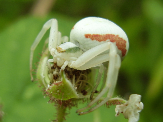 pavúčik Misumena vatia