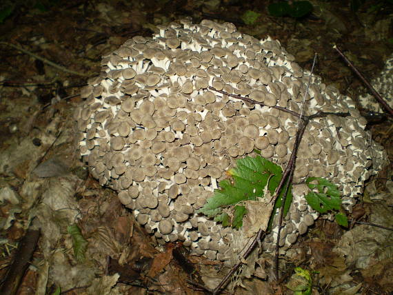 choroš oříš , Trúdnik klobúčkatý Polyporus umbellatus (Pers.) Fr.