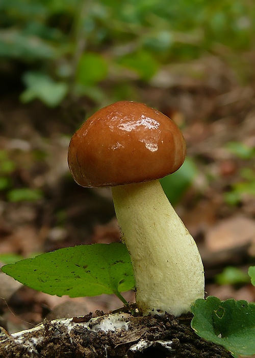 masliak zrnitý Suillus granulatus (L.) Roussel