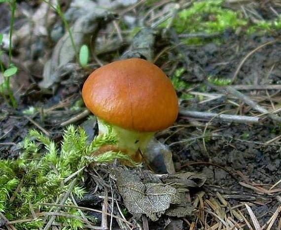 masliak smrekovcový / Klouzek sličný Suillus grevillei (Klotzsch) Singer