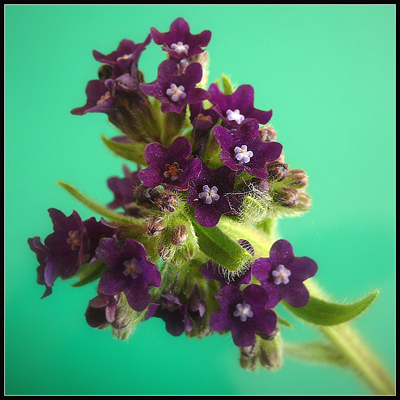 smohla lekárska Anchusa officinalis L.