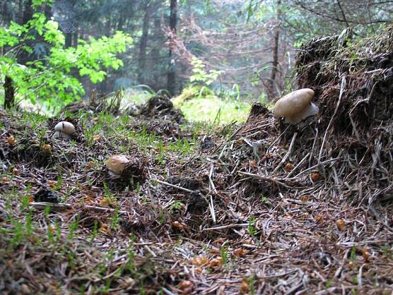 hríb smrekový Boletus edulis