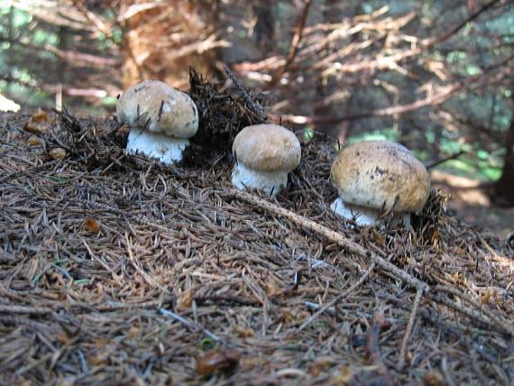 hríb smrekový Boletus edulis Bull.