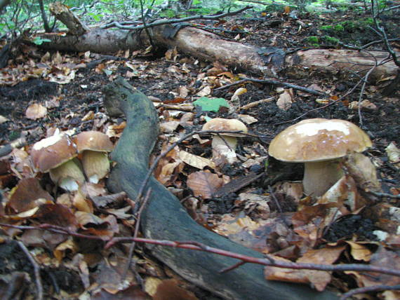 hrib dubový Boletus reticulatis