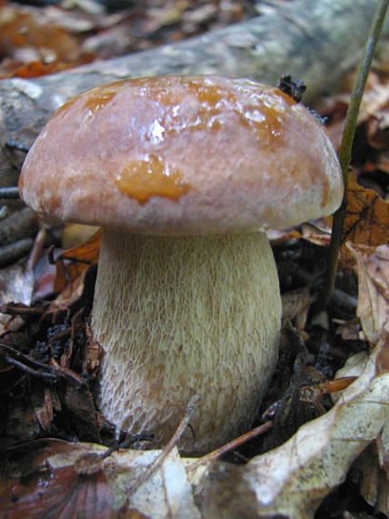 hríb dubový Boletus reticulatus Schaeff.