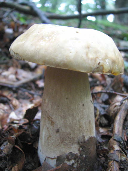 hríb dubový Boletus reticulatus Schaeff.