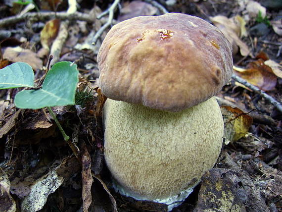 hríb dubový Boletus reticulatus Schaeff.