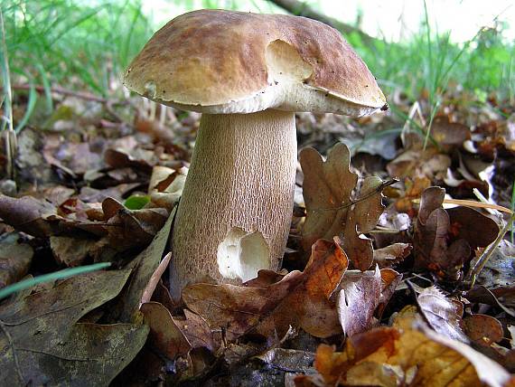 hrib dubový Boletus reticulatus Schaeff.