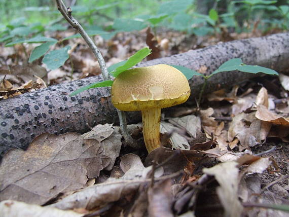 suchohríb plstnatý Boletus subtomentosus L.