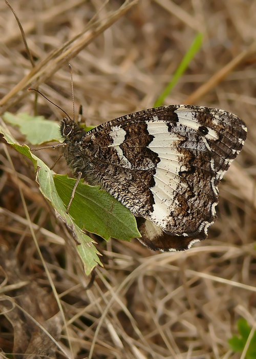 očkáň stoklasový Brintesia circe