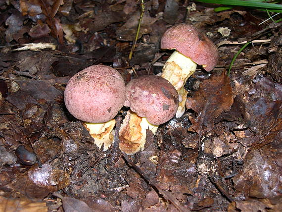 hríb kráľovský Butyriboletus regius (Krombh.) D. Arora & J.L. Frank