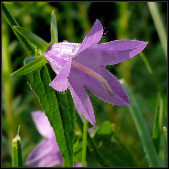 zvonček repkovitý Campanula rapunculoides L.