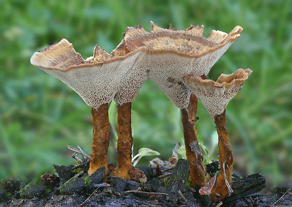 kožovník pásikavý Coltricia perennis (L.) Murrill