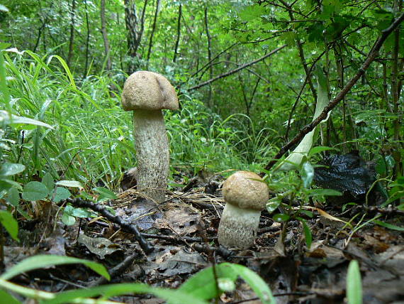 kozák topoľový Leccinum duriusculum (Schulzer ex Kalchbr.) Singer