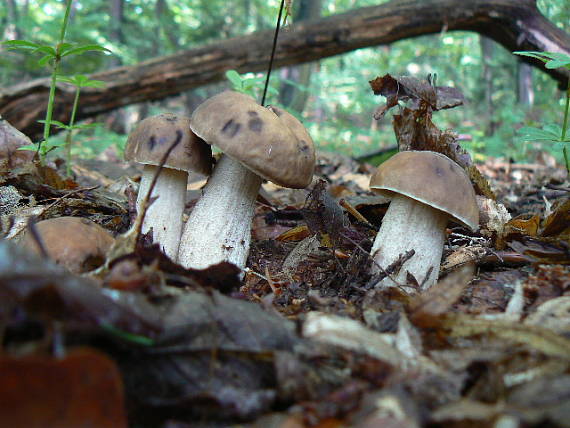 kozák hrabový Leccinum pseudoscabrum (Kallenb.) Šutara