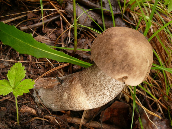 kozák brezový Leccinum scabrum (Bull.) Gray