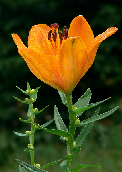 ľalia cibuľkonosná Lilium bulbiferum L.