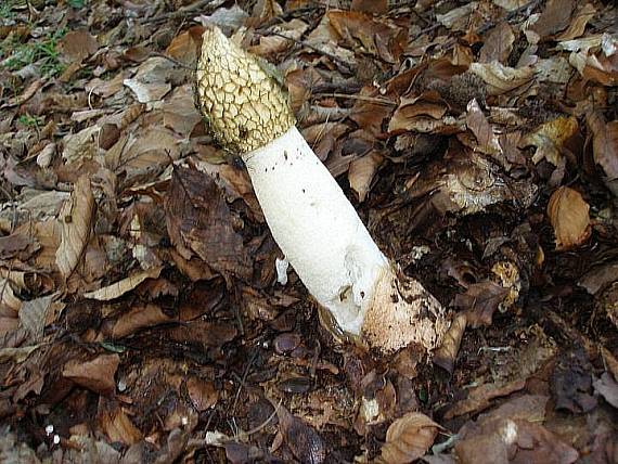 hadovka smradľavá Phallus impudicus L.