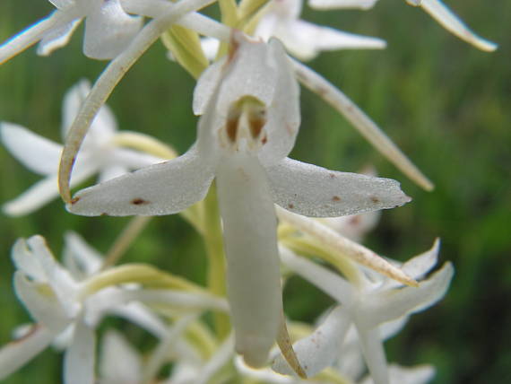 orchidea na lúke