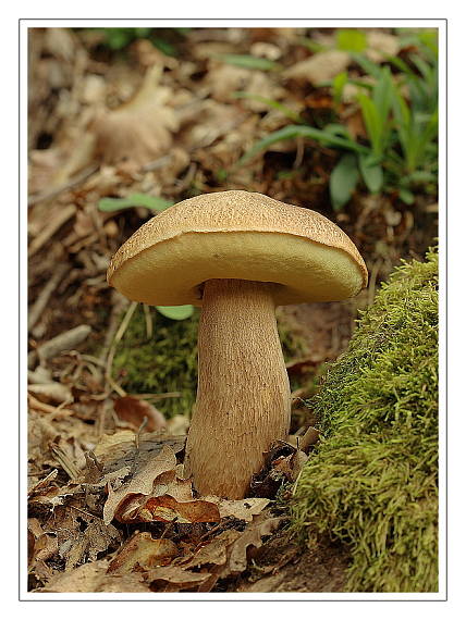 hríb dubový Boletus reticulatus Schaeff.