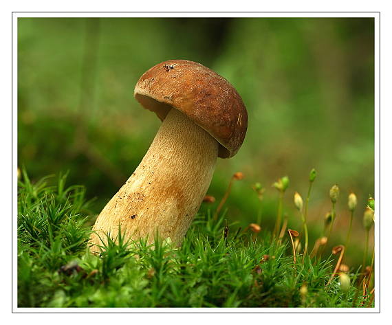 hríb dubový Boletus reticulatus Schaeff.