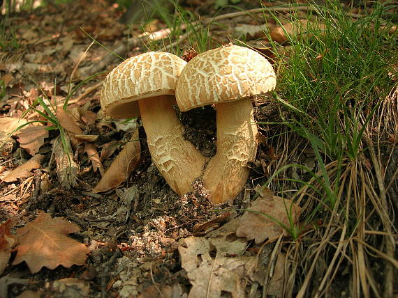 hríb dubový Boletus reticulatus Schaeff.