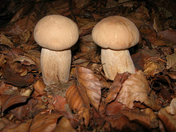 hríb dubový Boletus reticulatus Schaeff.