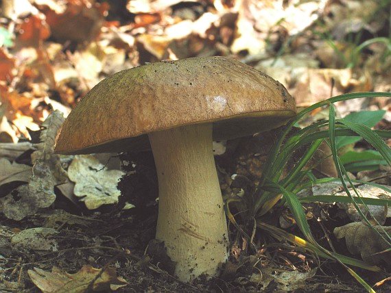 hríb dubový Boletus reticulatus Schaeff.