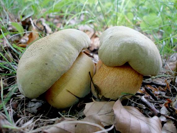 hríb Boletus sp.