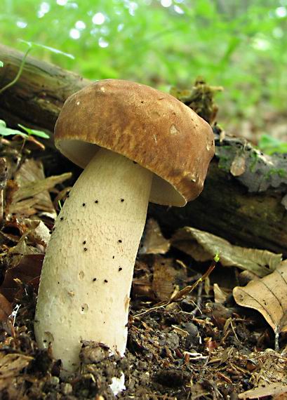 hríb horský Butyriboletus subappendiculatus (Dermek, Lazebn. & J. Veselský) D. Arora & J.L. Frank