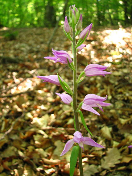 prilbovka červená Cephalanthera rubra (L.) Rich.