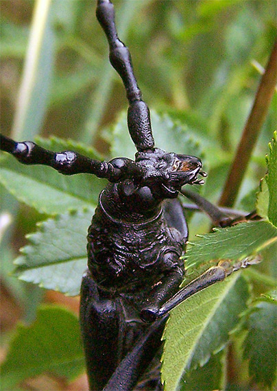 fuzáč veľký Cerambyx cerdo