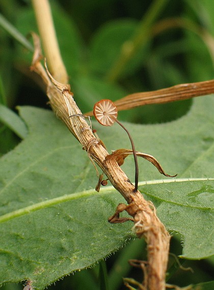 tanečnica travinná ? Marasmius graminum ?