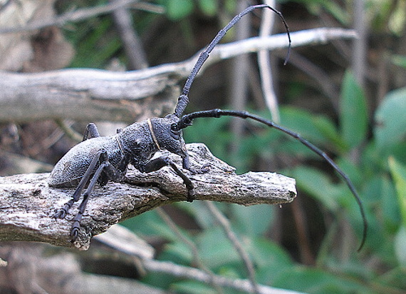 fúzač Morimus asper (Cerambycidae)