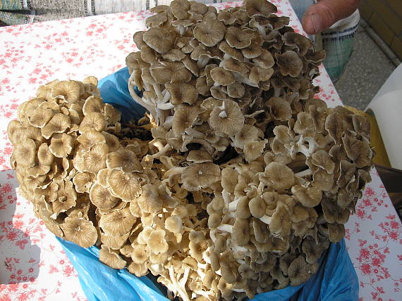 trúdnik klobúčkatý Polyporus umbellatus