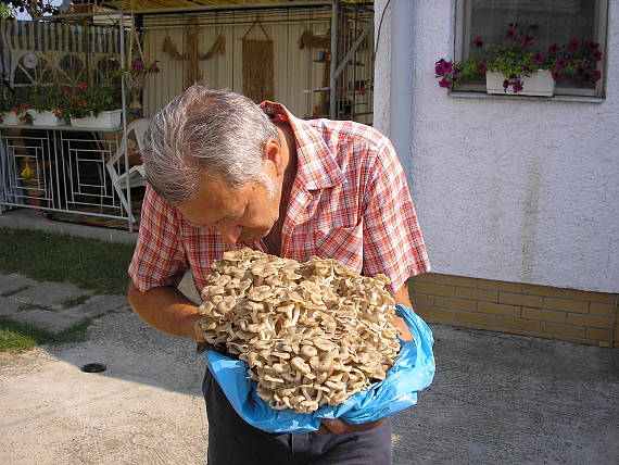 trúdnik klobúčkatý Polyporus umbellatus