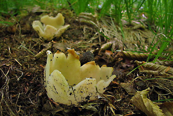 tulipánovka fialová Sarcosphaera coronaria (Jacq.) J. Schröt.