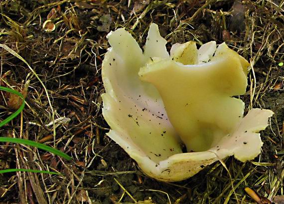 tulipánovka fialová Sarcosphaera coronaria (Jacq.) J. Schröt.