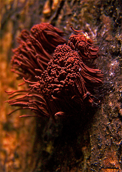 pazderka Stemonitis sp.