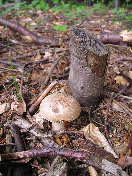 muchotrávka červenkastá Amanita rubescens Pers.