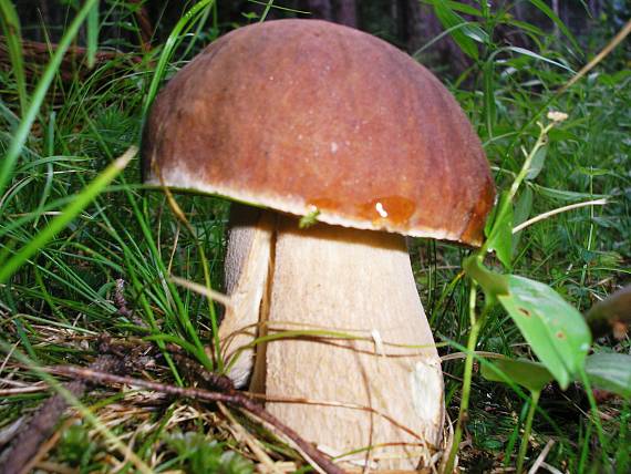 hríb smrekový Boletus edulis Bull.