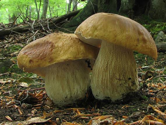 hríb smrekový Boletus edulis Bull.