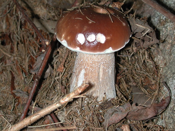 hríb smrekový Boletus edulis Bull.